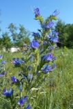 Echium vulgare