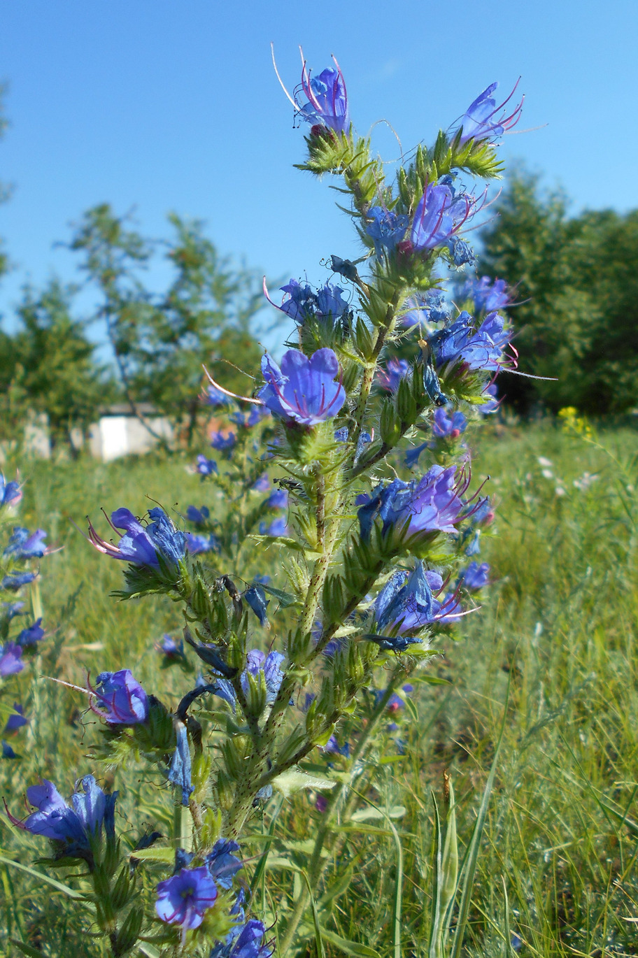 Изображение особи Echium vulgare.