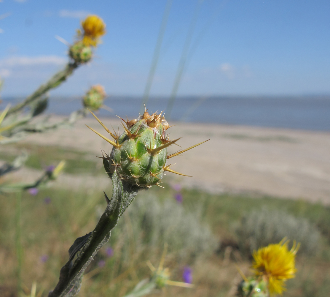 Image of Centaurea solstitialis specimen.