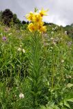 Lilium kesselringianum. Цветущее растение. Кабардино-Балкария, Эльбрусский р-н, гора Чегет, субальпийский луг (выс. около 2300 м н.у.м.). 11.07.2016.