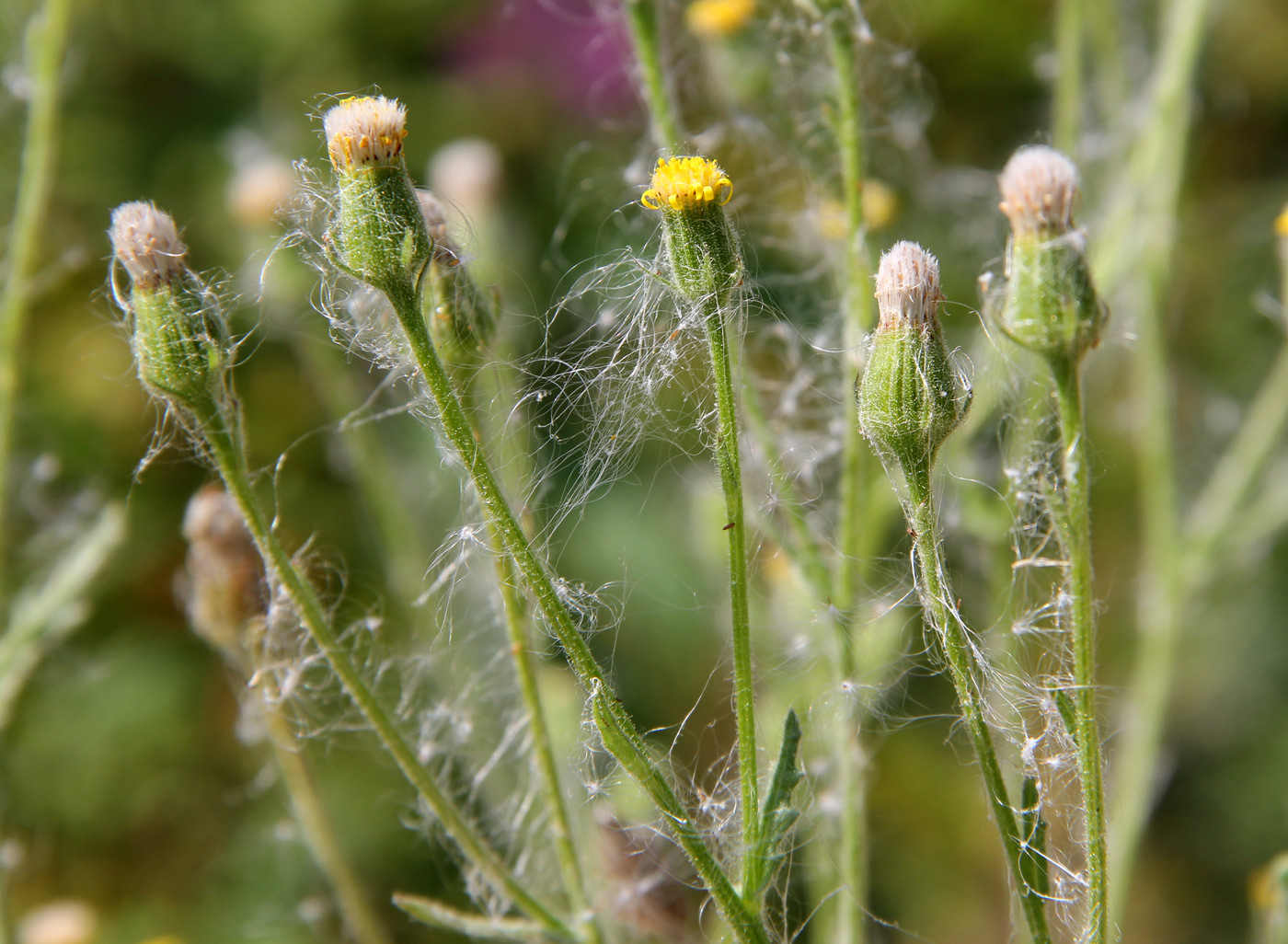 Image of Senecio viscosus specimen.