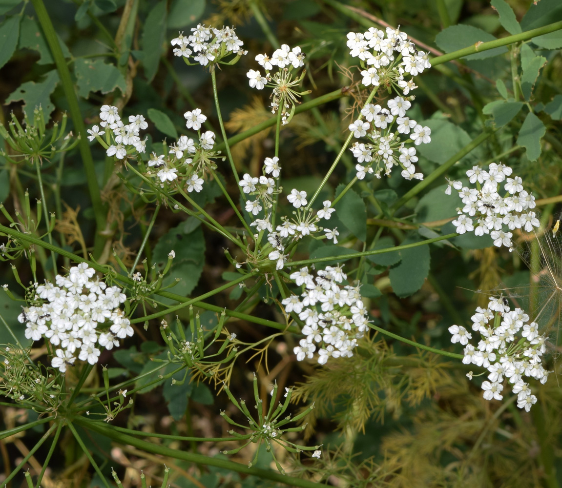 Изображение особи Oedibasis platycarpa.