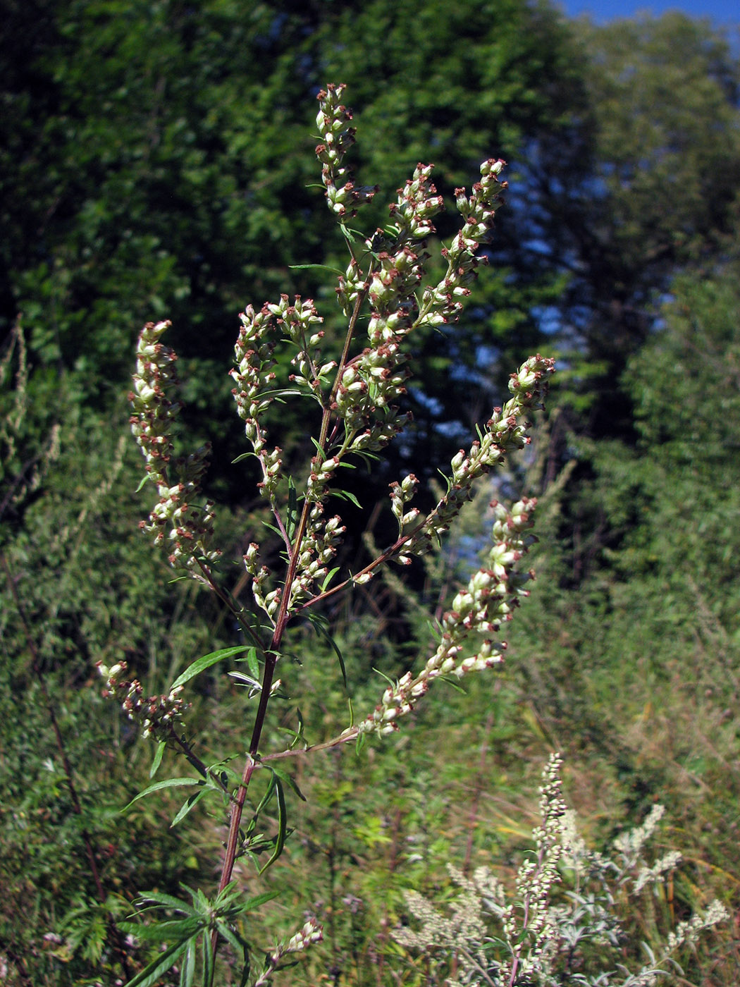 Изображение особи Artemisia vulgaris.