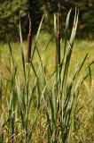 Typha latifolia