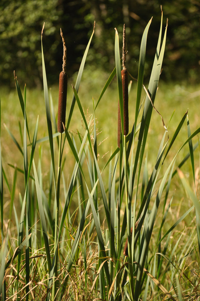 Изображение особи Typha latifolia.