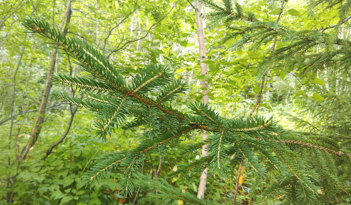 Изображение особи Picea abies.