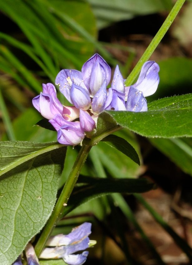 Image of Vicia ohwiana specimen.