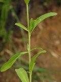 Image of taxon representative. Author is Владимир Иванов