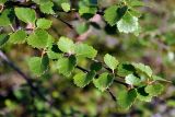 genus Betula. Верхушка ветви. Исландия, национальный парк Ватнайокюдль (северная часть), долина Вестурдалур, каменистый склон. 05.08.2016.
