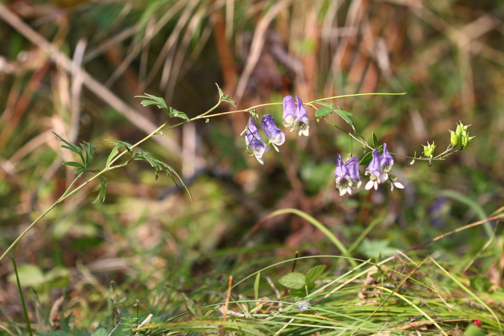 Image of Aconitum volubile specimen.