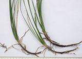 Sesleria alba