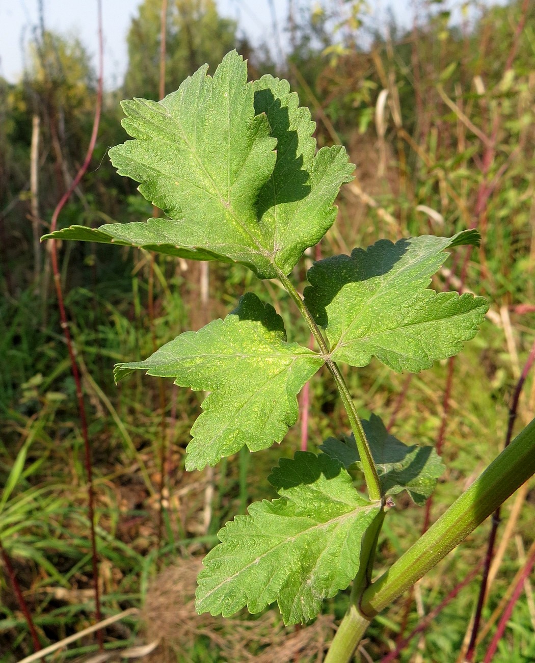 Изображение особи Pastinaca sylvestris.