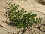 Zygophyllum lehmannianum. Зацветающее растение. Казахстан, южные отроги Джунгарского Алатау к зап. от с. Коктал, гипсоносные глины и пески. 21 апреля 2016 г.