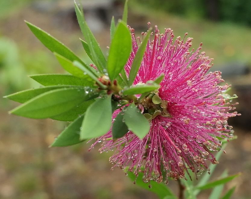 Image of genus Callistemon specimen.