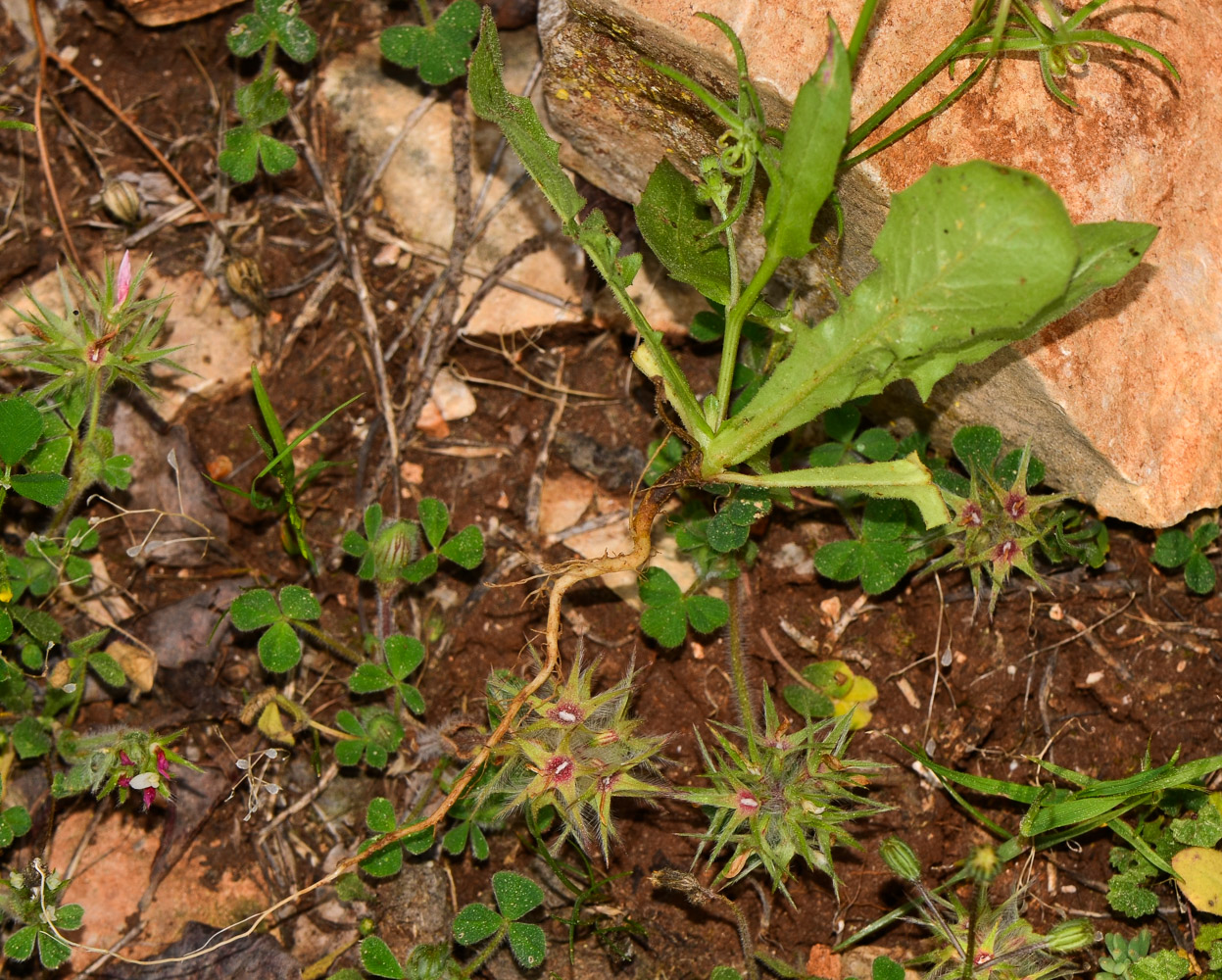 Изображение особи Rhagadiolus edulis.