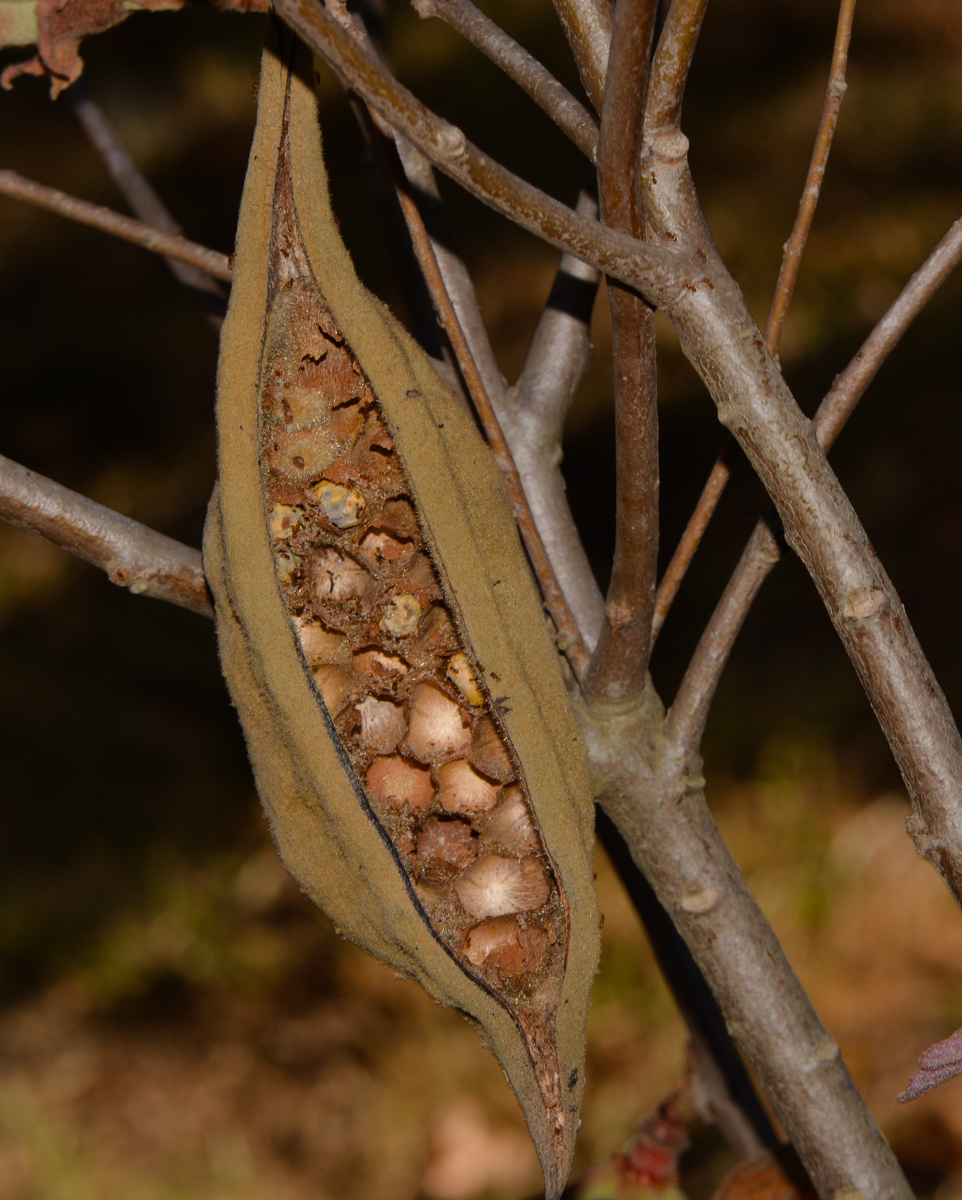 Изображение особи Brachychiton bidwillii.