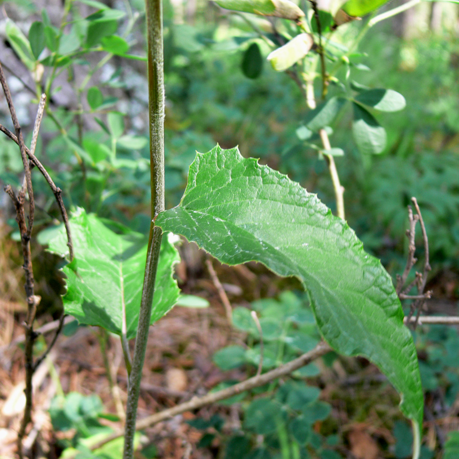 Изображение особи Saussurea controversa.