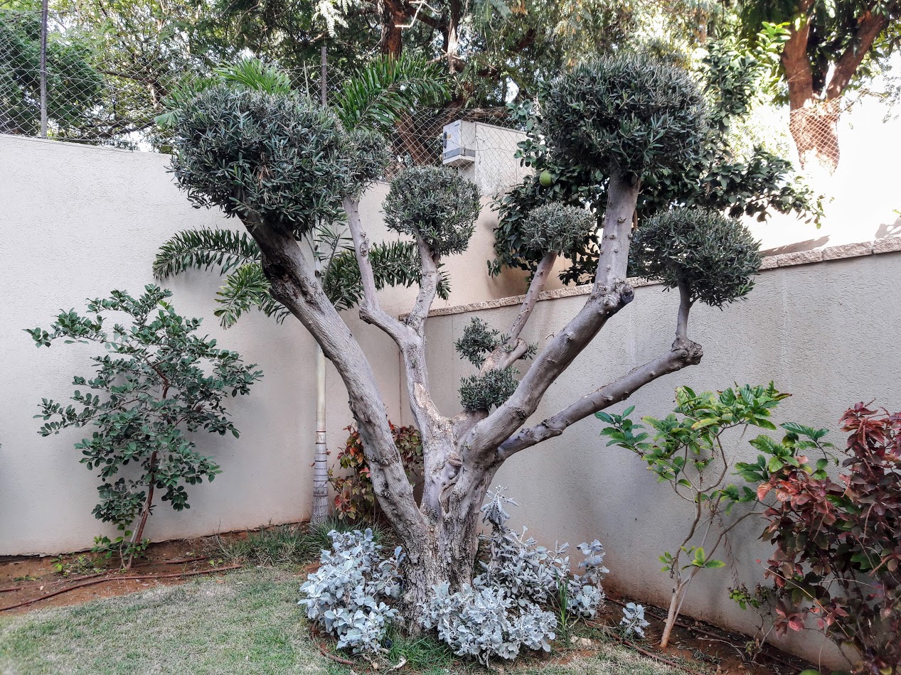 Image of Olea europaea specimen.