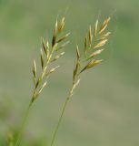 Image of taxon representative. Author is Людмила Паламарчук