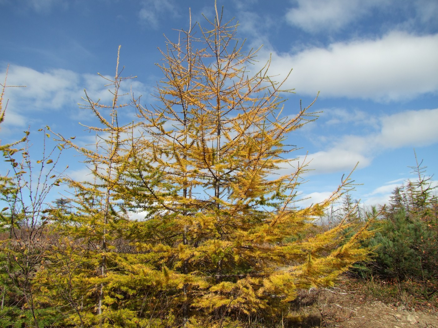 Изображение особи Larix cajanderi.