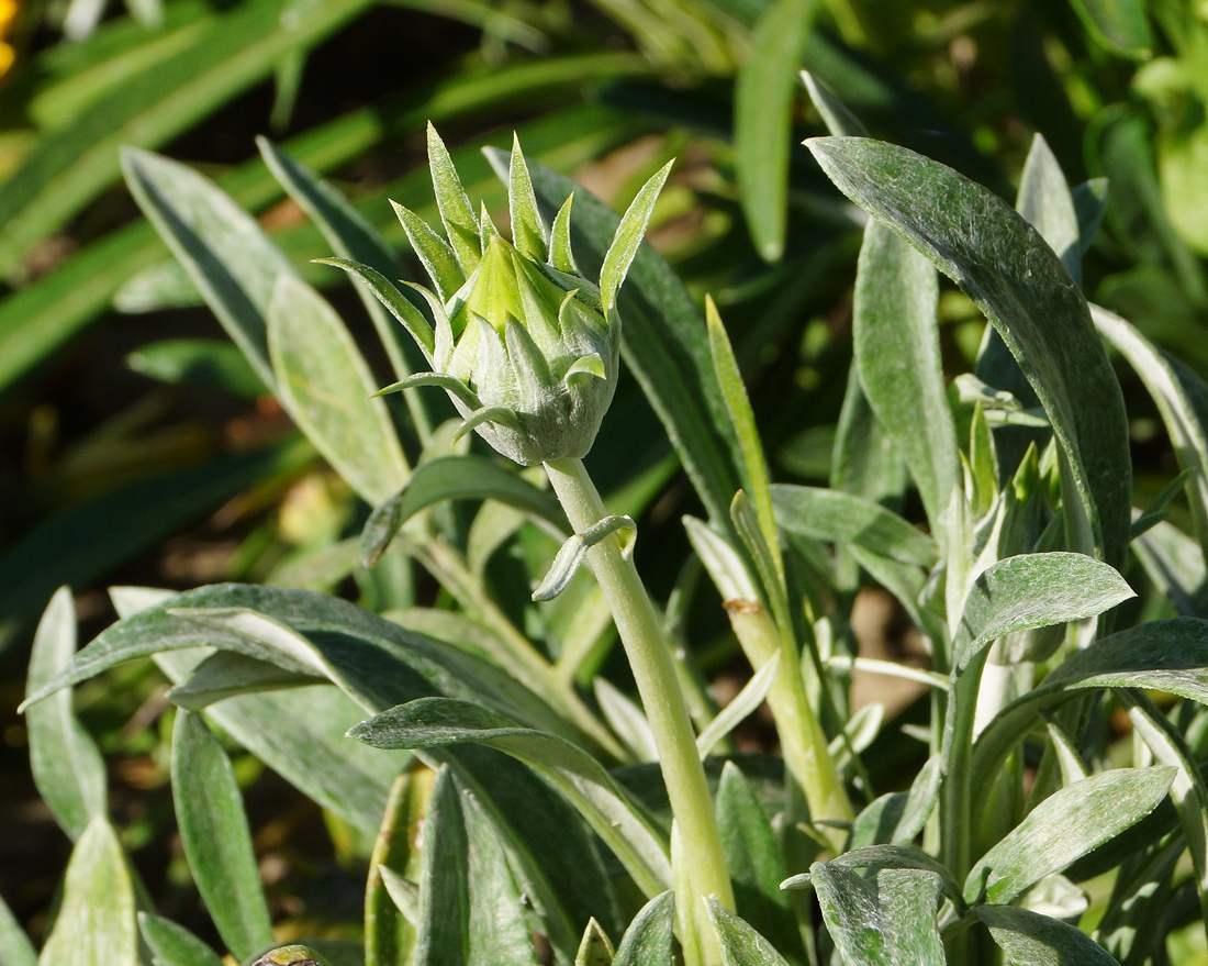 Image of Gazania × hybrida specimen.