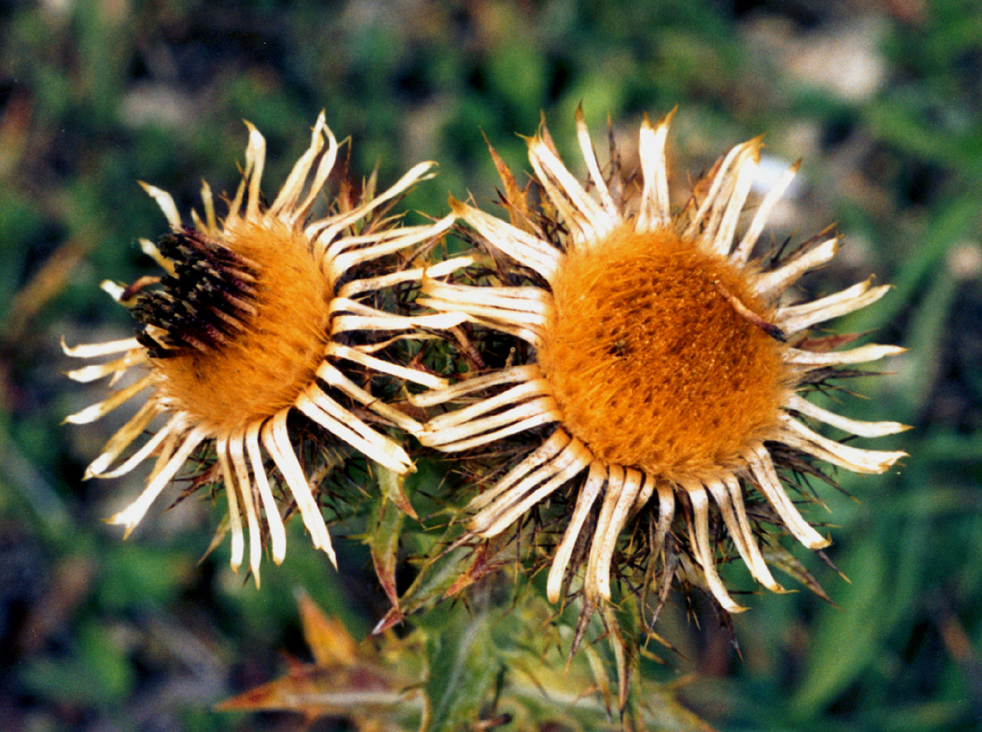 Изображение особи Carlina vulgaris.