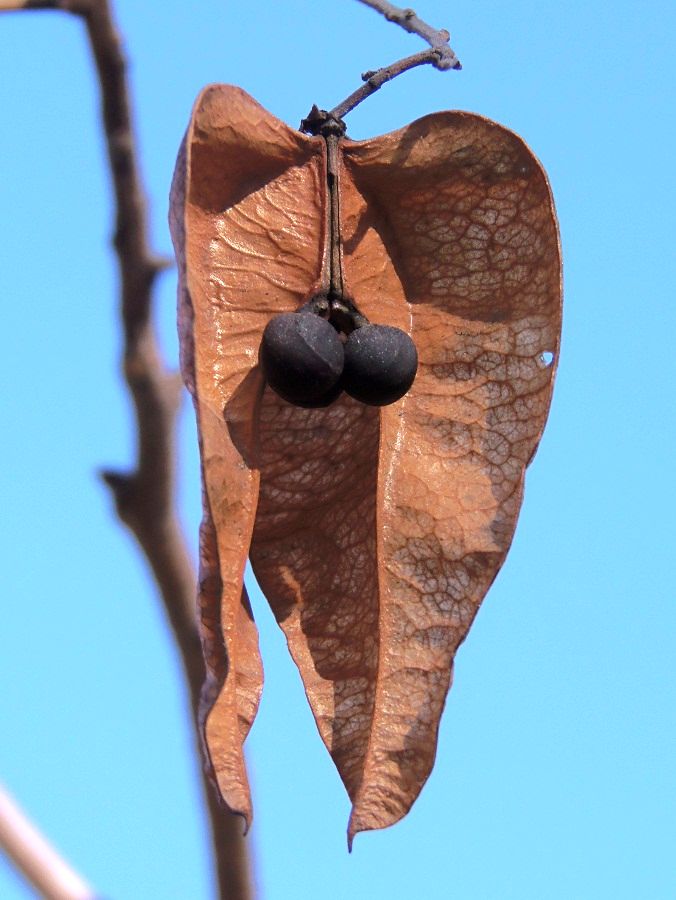 Image of Koelreuteria paniculata specimen.