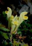 View full-size image Scutellaria novorossica