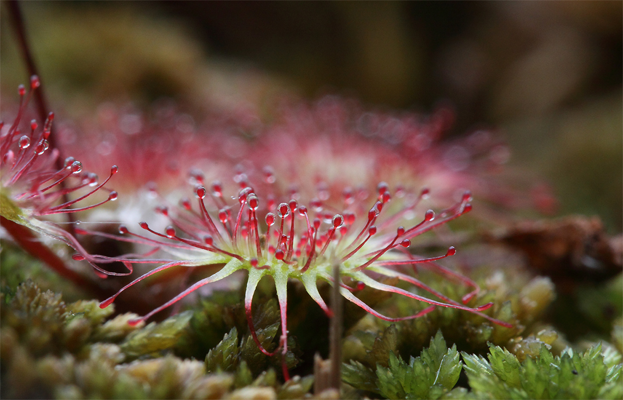 Изображение особи Drosera rotundifolia.