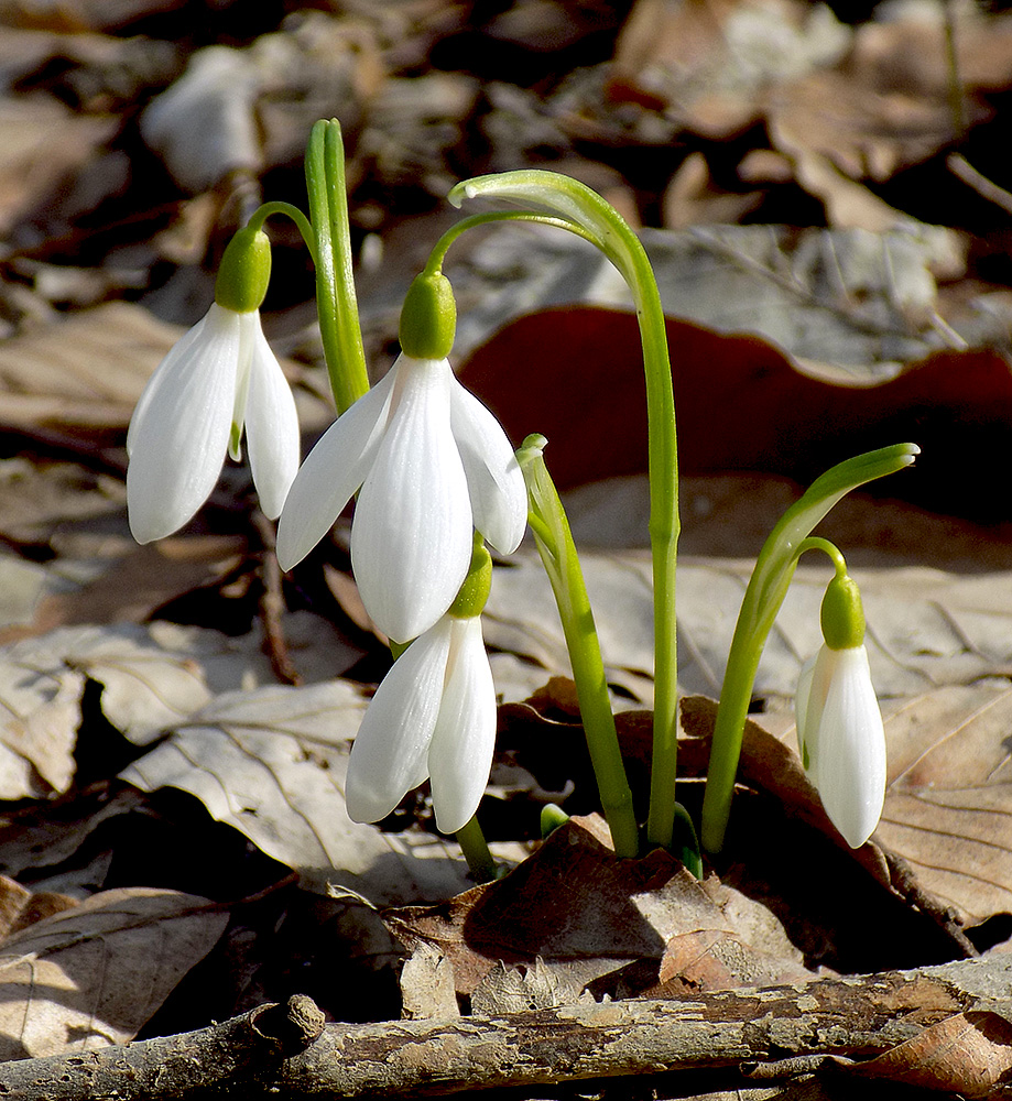 Image of Galanthus alpinus specimen.