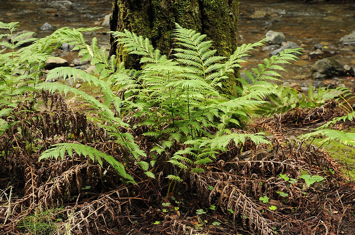 Image of Woodwardia fimbriata specimen.