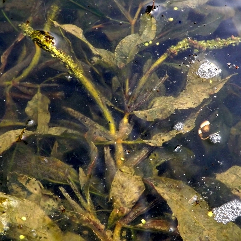 Image of Potamogeton lucens specimen.