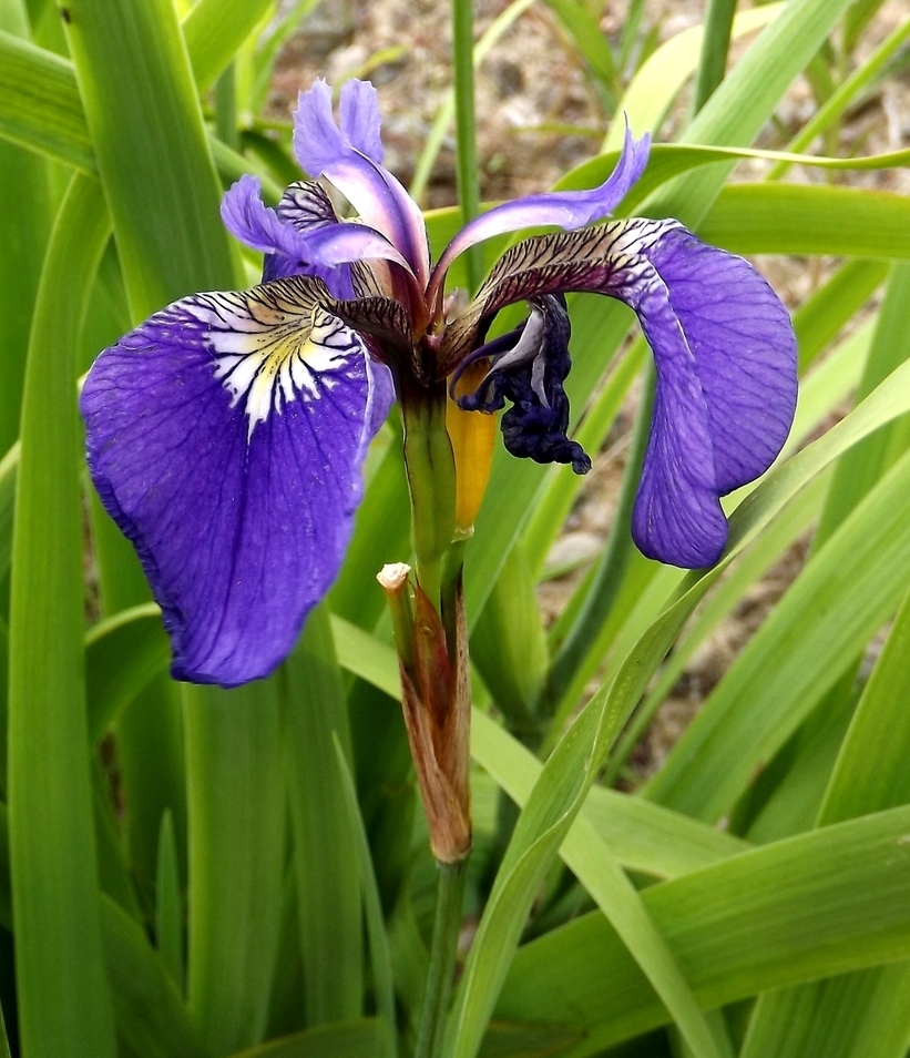 Image of Iris setosa specimen.