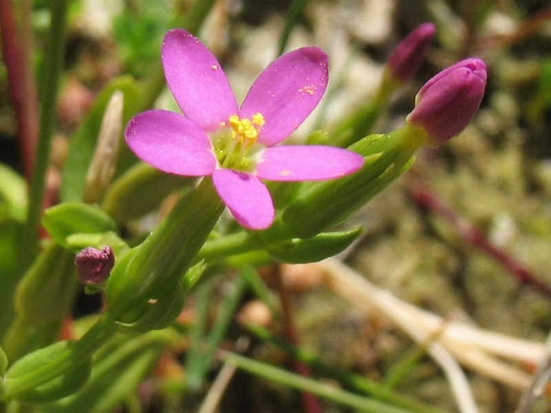 Изображение особи Centaurium pulchellum.