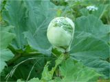 Heracleum sosnowskyi