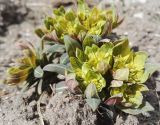 Euphorbia fischeriana
