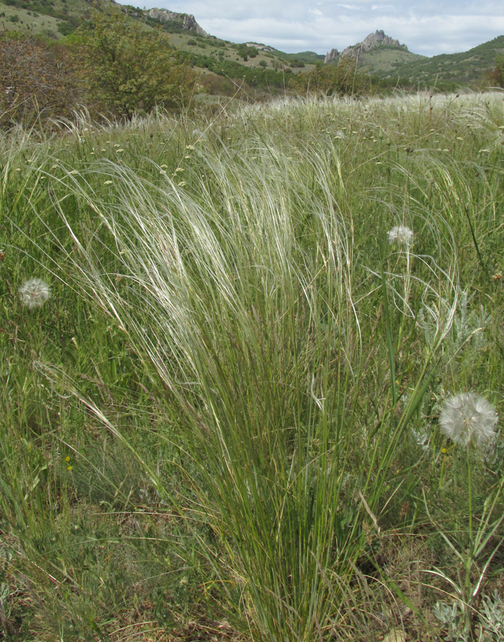 Изображение особи Stipa brauneri.