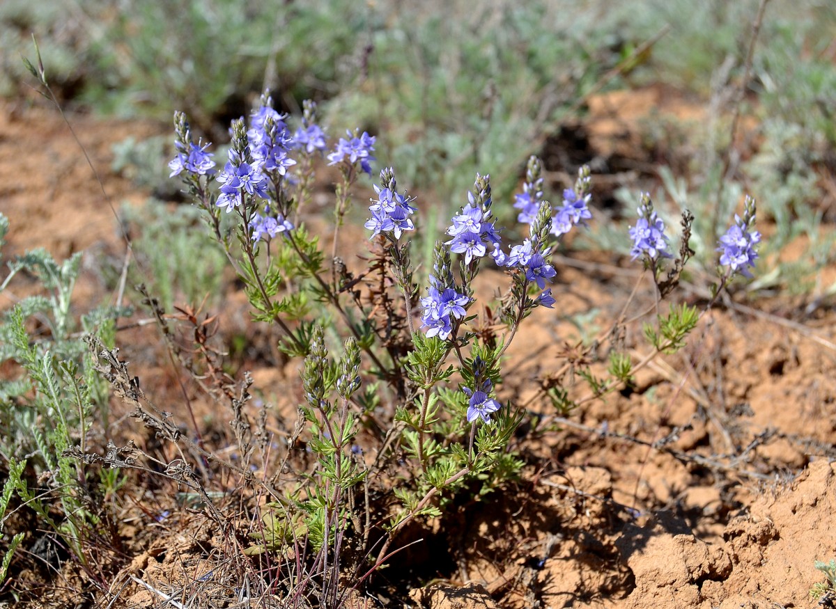 Изображение особи Veronica capsellicarpa.