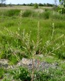 Lepidium ruderale