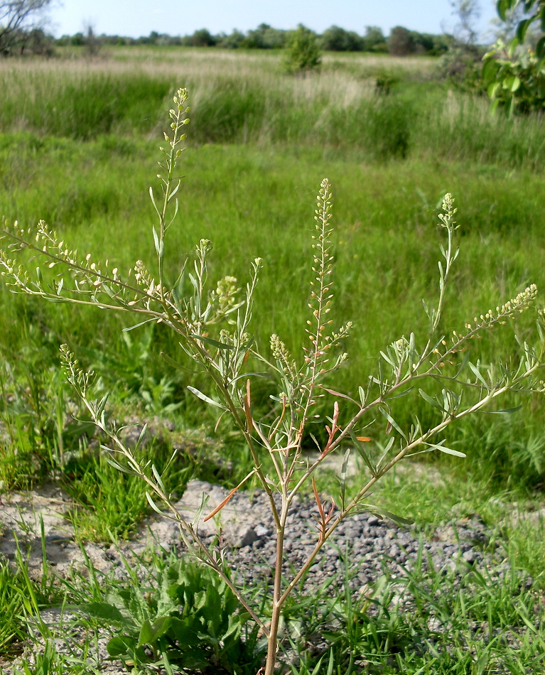 Изображение особи Lepidium ruderale.