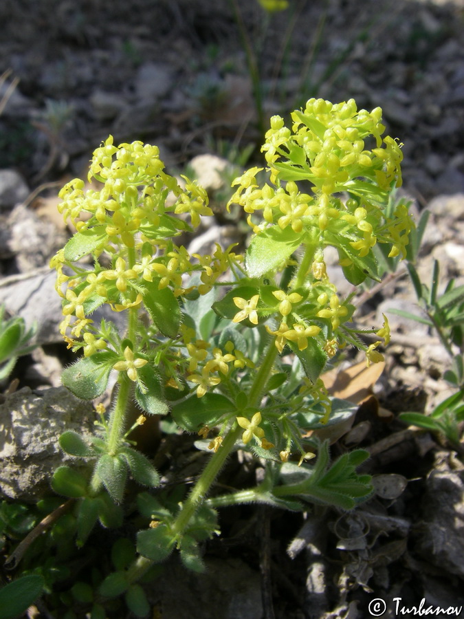 Image of Cruciata taurica specimen.