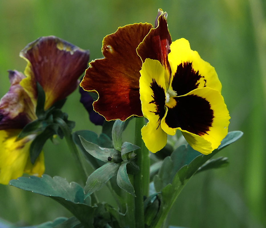 Изображение особи Viola wittrockiana.