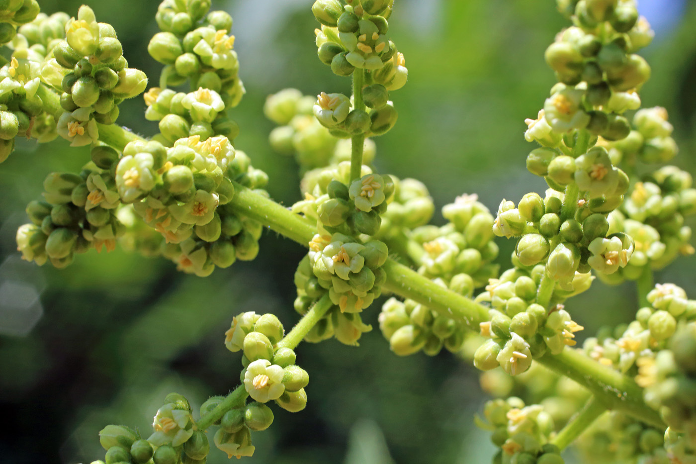 Image of Rhus coriaria specimen.