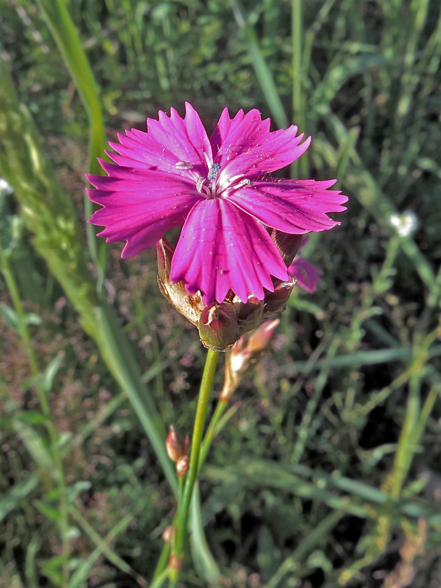 Image of Dianthus borbasii specimen.