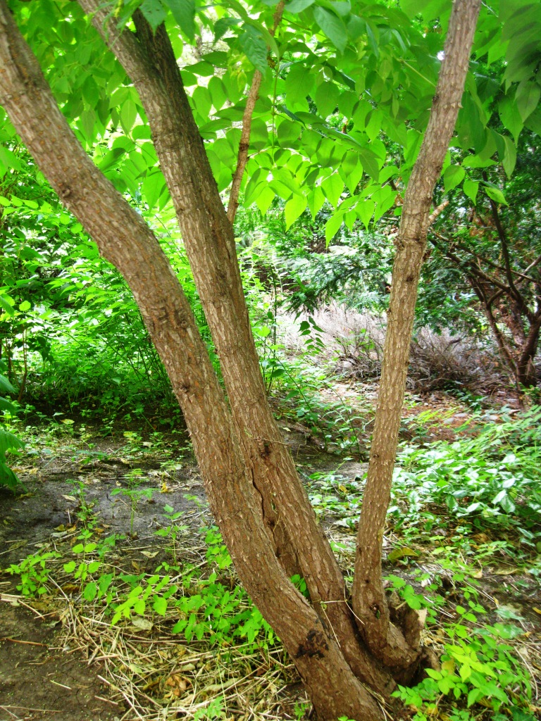 Image of Aralia elata specimen.