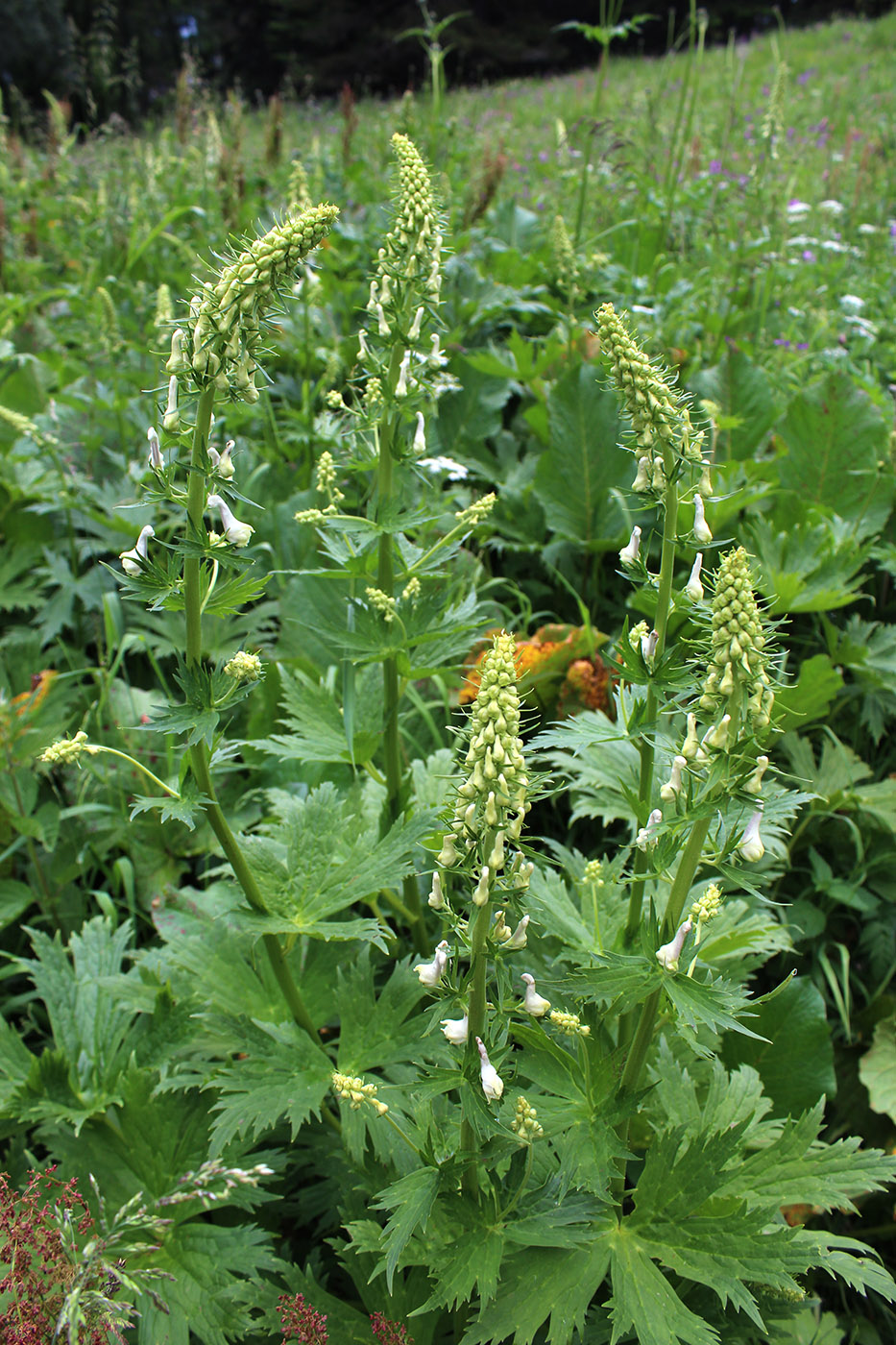 Image of Aconitum orientale specimen.