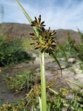 Cyperus fuscus. Верхушка побега с соцветиями. Южный Казахстан, Сырдарьинский Каратау, горы Улькунбурултау, ≈ 700 м н.у.м., у солоноватого родника Карабастау. 22 августа 2017 г.