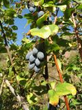 Berberis sphaerocarpa