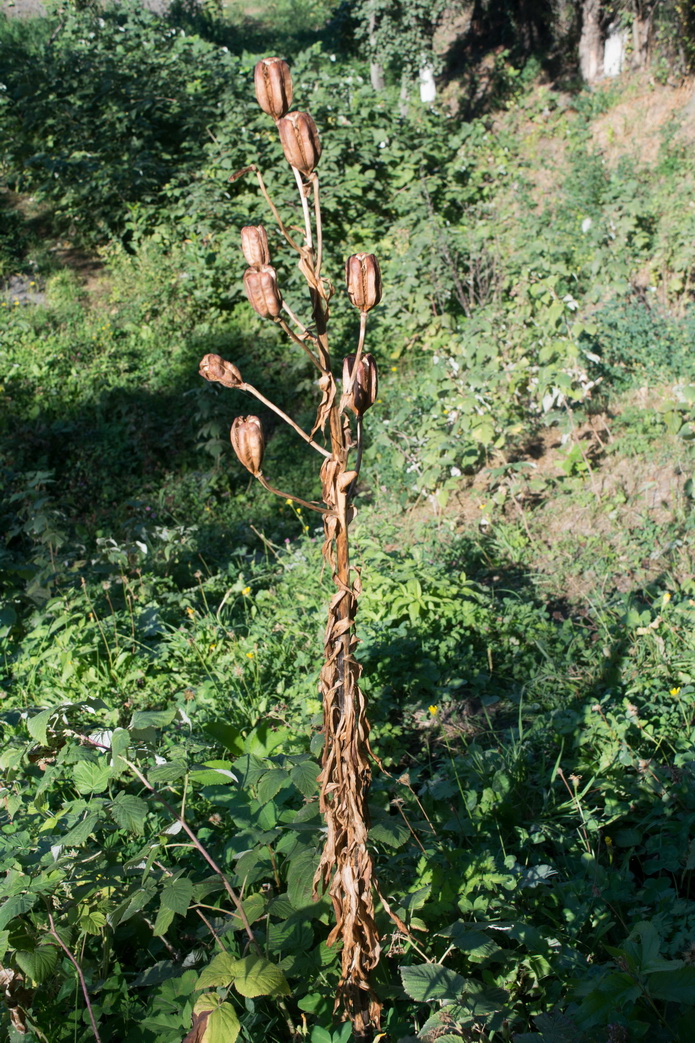 Image of Lilium monadelphum specimen.