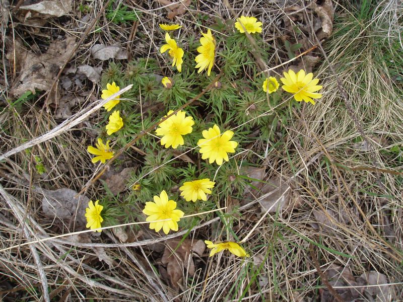 Image of Adonis volgensis specimen.